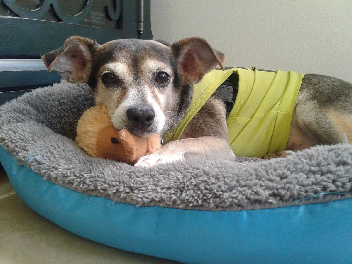 Cama para cachorro porte médio em Vila Giglio